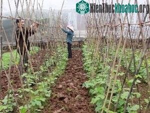 Sản xuất phân bón hữu cơ từ vỏ cây nguyên liệu giấy