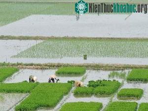 Phú Thọ khảo nghiệm thành công nhiều giống lúa mới