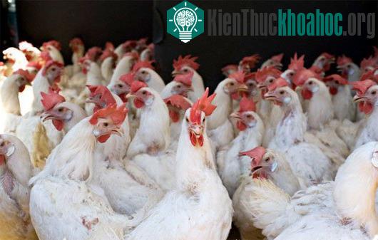 Ảnh:&nbsp;thucanchannuoi.org