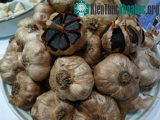 Tỏi đen đang được nhiều nước nghiên cứu sử dụng trong ngành công nghệ dược phẩm, thực phẩm chức năng... (Ảnh: Linh An)