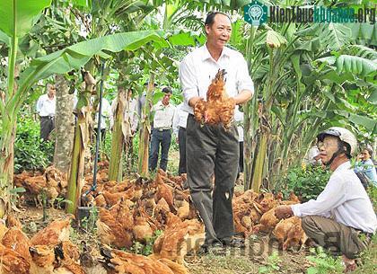 Kiểm tra mô hình chăn nuôi gà thịt hàng hóa theo