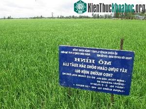 Một cánh đồng mẫu lớn ở Đồng Tháp.