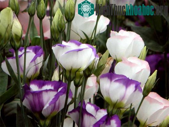 Hà Nội trồng khảo nghiệm thành công hoa Cát Tường