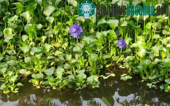 Dùng chế phẩm biến bèo tây thành phân hữu cơ