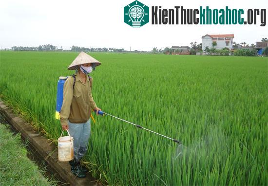 Khảo nghiệm nhiều giống lúa mới tại vụ xuân 2013