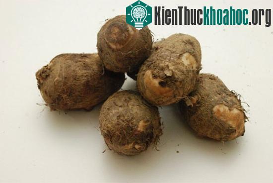 Nhân giống khoai sọ bằng phương pháp nuôi cấy mô