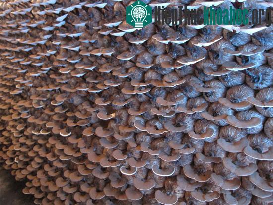 Hoàn thiện quy trình trồng nấm linh chi tại Huế
