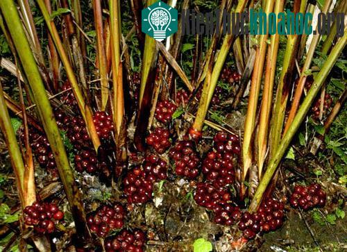 Mô hình sấy thảo quả tiết kiệm nhiên liệu, thời gian ảnh 0