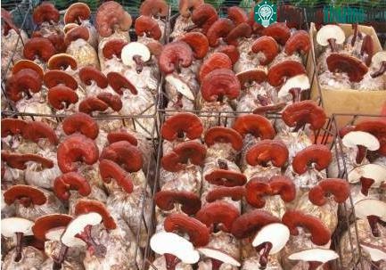 Sản xuất nấm linh chi