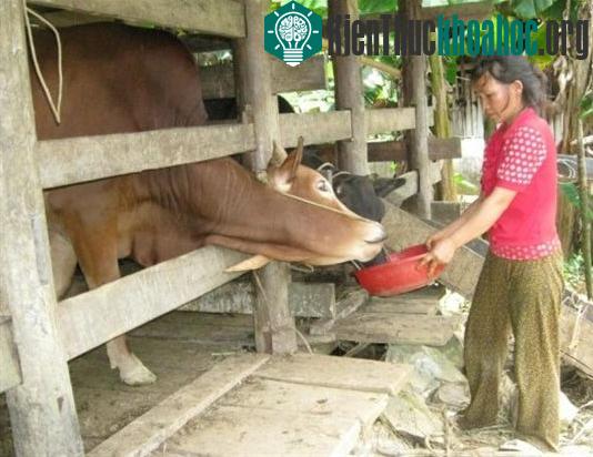 Chăn nuôi đại gia súc