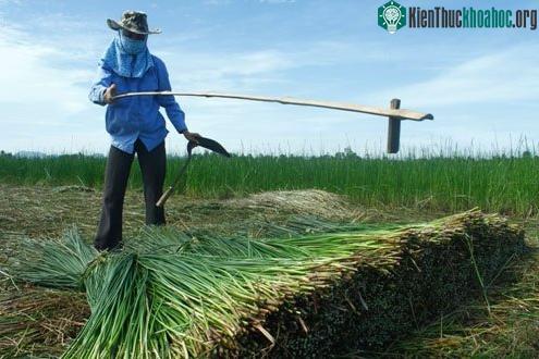 Phục tráng thành công giống cói bông trắng ở Nga Sơn ảnh 0