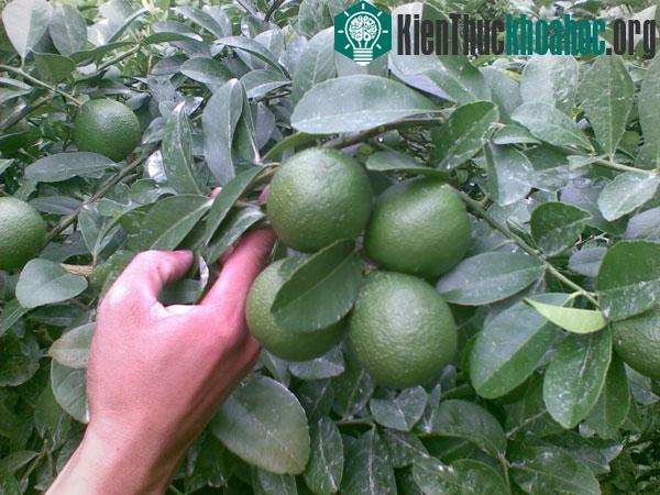 Long An vận hành dây chuyền xử lý, đóng gói chanh