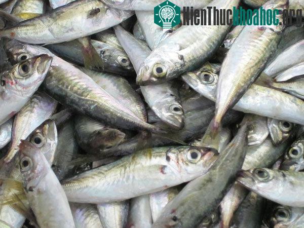 Công nghệ giảm phí, tổn thất sau thu hoạch hải sản