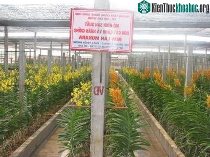 Một nhà vườn tại Củ Chi áp dụng “mô hình sản xuất hoa cắt cành và nhân giống hoa lan Mokara” (Ảnh: Bích Nhàn)