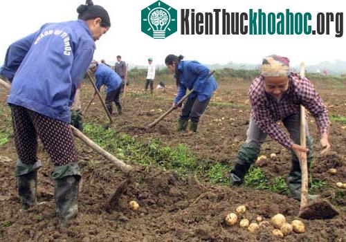 Phú Thọ sản xuất thành công khoai tây sạch bệnh