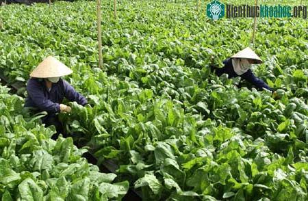 Trồng rau theo tiêu chuẩn VietGAP.
