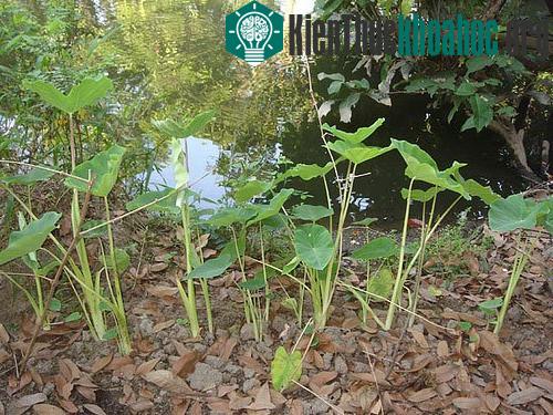 Nuôi cấy mô giúp bảo tồn nguồn gene khoai tầng vàng