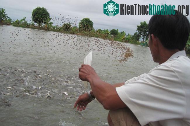 Hệ thống tách chất thải ao nuôi cá tra công nghiệp