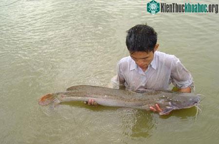 Cá Lăng chấm là loài cá có giá trị kinh tế cao.