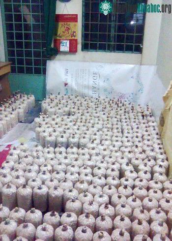 Những mẻ nấm từ vụ mua bán được Lâm Vạn Lập mang về trồng và nghiên cứu trong nhà. (Ảnh: Hà Thanh)