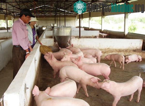 Lợi ích của dùng chế phẩm sinh học trong chăn nuôi ảnh 0
