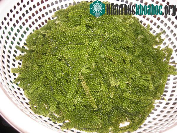 Rong nho dùng làm rau rất bổ dưỡng