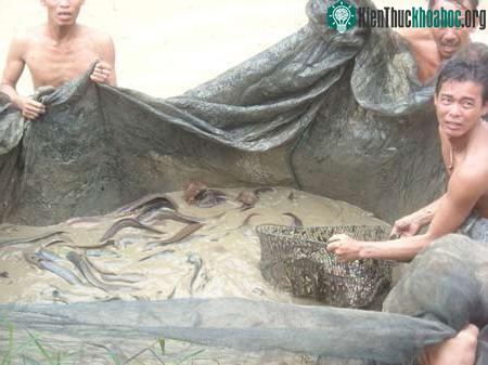 Cá trê suối (Ảnh: Trương Anh Sáng)