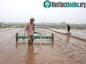Gieo thẳng lúa theo hàng bằng dụng cụ kéo tay giúp nâng cao năng suất lao động.