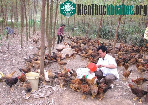 Bắc Kạn: Thử nghiệm mô hình chăn nuôi gà thả đồi