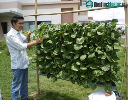 Nguyễn Văn Quy và mô hình trồng rau vườn treo. (Ảnh do tác giả cung cấp)