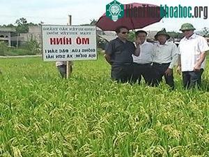 Cánh đồng trồng khảo nghiệm giống lúa ĐS1