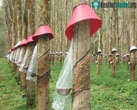 Hệ thống che mưa theo kiểu thắt nơ (mới) giúp giảm tối đa lượng mủ cao su thất thoát do thấm nước.