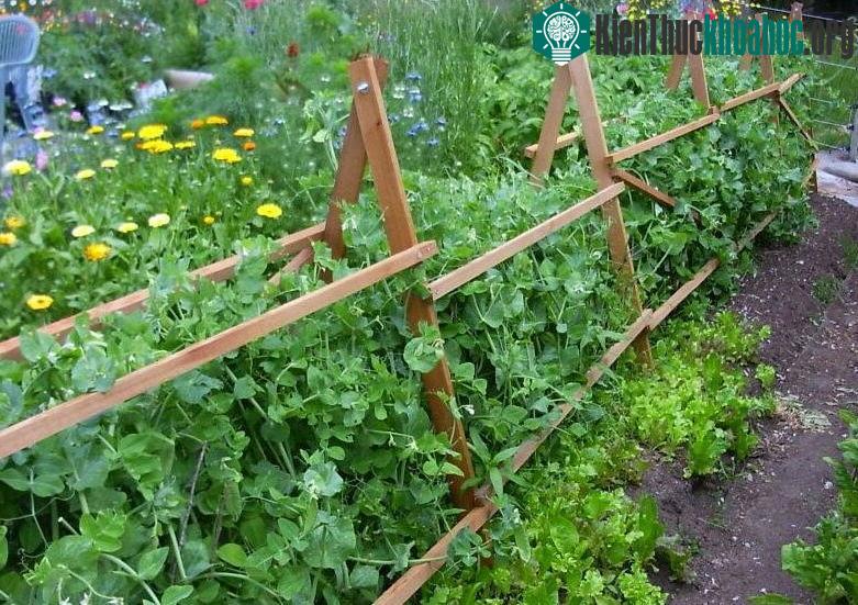 Phát hiện ra rau quả "bẩn" chỉ bằng một mẩu giấy ảnh 0