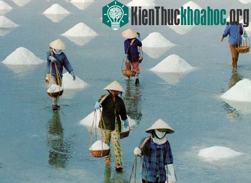 Sản xuất muối theo phương pháp phơi cát truyền thống cải tiến.
