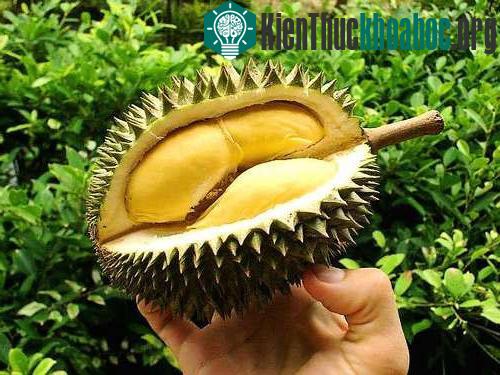 Bột vỏ sầu riêng sẽ giúp thu hồi dầu tràn ven biển ảnh 0