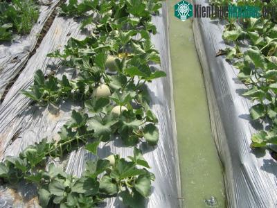 Mảng phủ nông nghiệp
