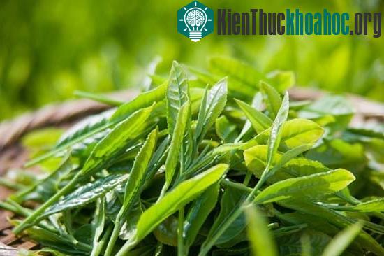Lai tạo thành công giống chè mới chất lượng cao ảnh 0