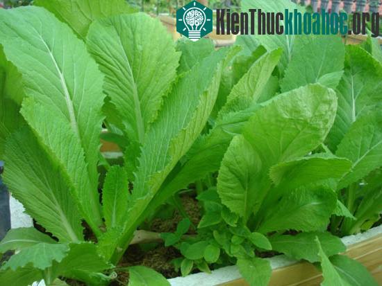 Các nhà khoa học đã nuôi cấy một loại cải xanh có thể dùng để kiểm tra thuốc nổ TNT.