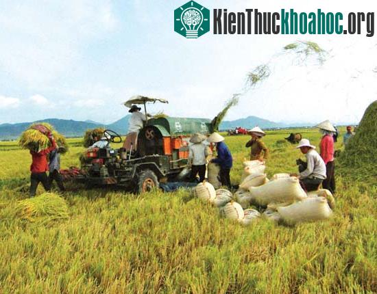 Ứng dụng công nghệ sinh học trong nông nghiệp ảnh 0