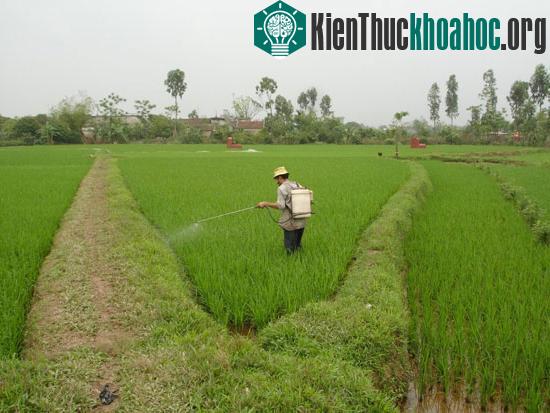 Sản xuất chế phẩm thuốc trừ sâu không độc hại