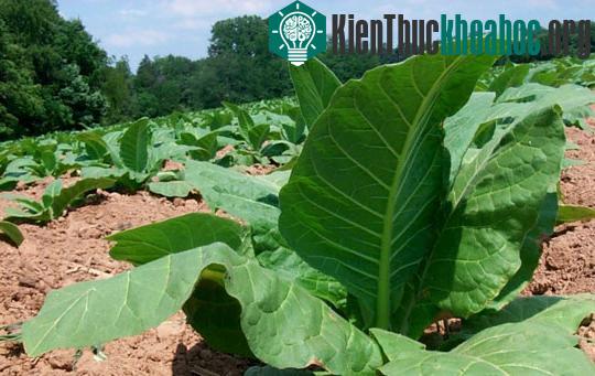 Biến thuốc lá thành thuốc trừ sâu ảnh 0