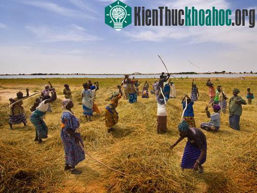 Các quốc gia Tây Phi sẽ xây dựng một nền nông nghiệp với sản phẩm đa dạng. (Ảnh minh họa)