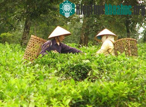 Cây chè có chứa tanin với hàm lượng tương đối cao. (Ảnh Internet)