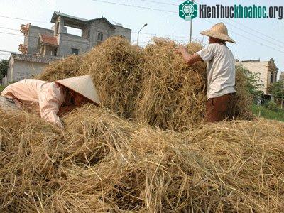 Biến rơm thành tiền ảnh 0
