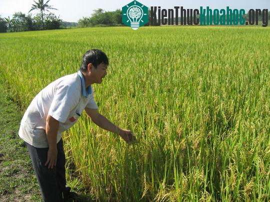 Tiền Giang sẽ sản xuất đại trà lúa than đặc sản ảnh 0