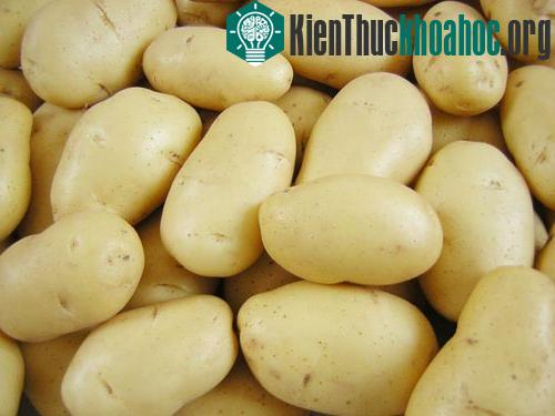 Bảo quản khoai tây bằng cát khô ảnh 0