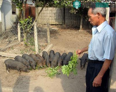 Kỹ thuật nuôi heo rừng thuần chủng ảnh 0