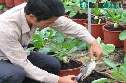 Trồng rau sạch trên bọt núi lửa ảnh 0