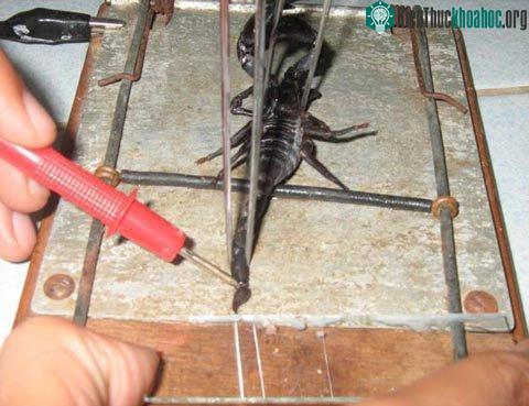 Giảm đau bằng nọc bọ cạp ảnh 0