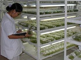 Nhân giống thành công nhiều loại hoa bằng cấy mô ảnh 0